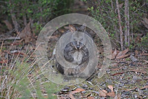 Tasmanian pademelon looking at camera