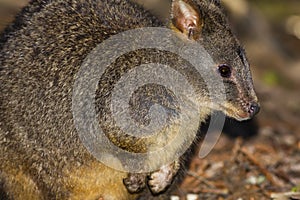 Close of Tasmanian Pademelon foraging in the forest near Waldheim`s Cabin in Cradle Mountain-Lake Saint Clair National Park, Aust photo