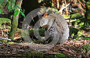 Tasmanian Pademelon