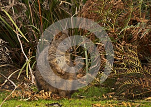 Tasmanian pademelon wallaby marsupial feeding photo
