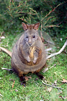 Tasmanian Pademelon in the wild