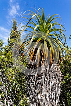 Tasmanian Pandani Plant