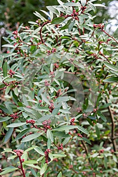 Tasmanian pepperberry Tasmannia lanceolata, budding plant