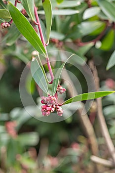 Tasmanian pepperberry Tasmannia lanceolata, red buds