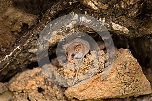 Tasmanian Pygmy Possum