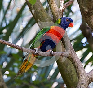 Tasmanian Rainbow Lorikeet in Guadeloupe