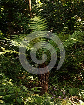 Tasmanian or Soft Tree Fern plant Dicksonia antarctica in a Country summer Garden