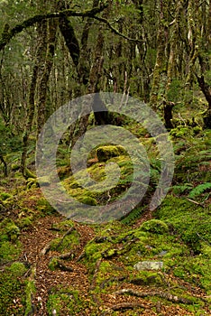 Tasmanian temperate rain forest in Western Tasmania.