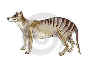 Tasmanian tiger extinct animal sketch