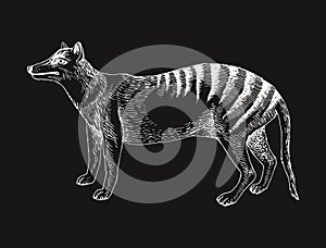 Tasmanian tiger extinct animal sketch