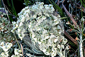 Tasmanian Tiger Spurge, Euphorbia characias `Tasmanian Tiger`