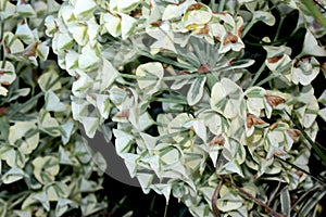 Tasmanian Tiger Spurge, Euphorbia characias `Tasmanian Tiger`