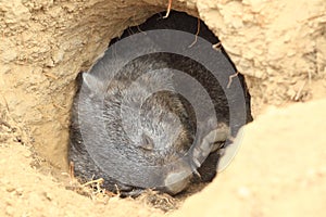 Tasmanian wombat