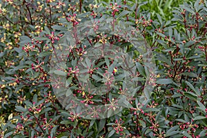 Tasmannia lanceolata Red Spice photo
