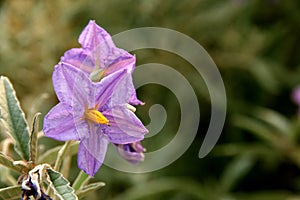 Tassajara Road blue witch wildflower