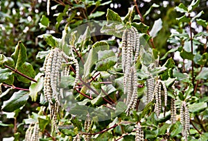 Tassel Bush photo