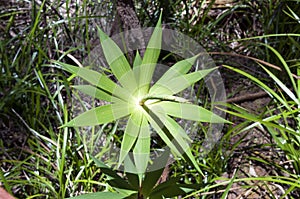 Tassel flower which grows in red tingle and karri forests