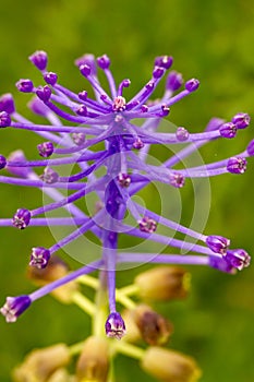 Tassel Grape Hyacinth (Muscari comosum) flower