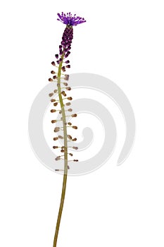 Tassel grape hyacinth, wild flower isolated on white.