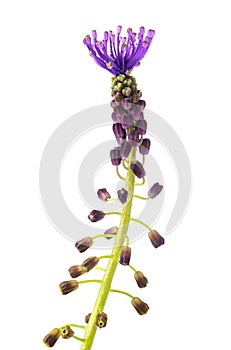Tassel hyacinth flower