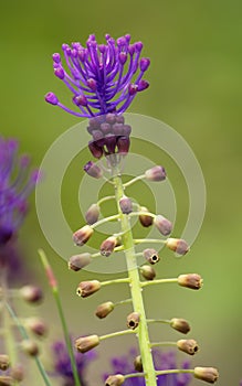 Tassel hyacinth, leopoldia comosa, muscari comosum