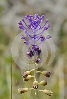 Tassel Hyacinth