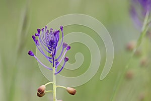 Tassel hyacinth or tassel grape hyacinth bloom in spring