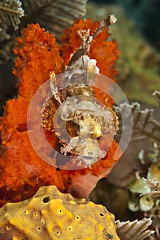 Tasseled Scorpionfish