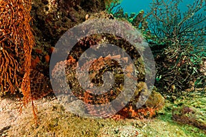 tasseled scorpionfish head