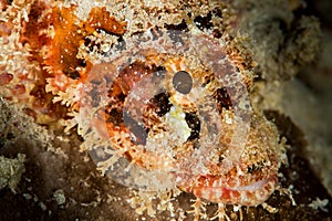 tasseled scorpionfish head