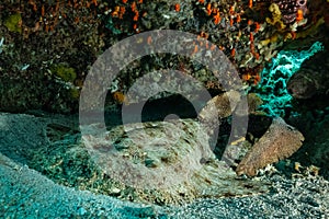 tasseled wobbegong shark