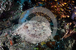 Tasseled Wobbegong Shark in Indonesia