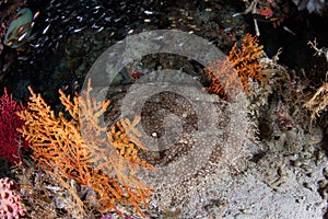 Tasseled Wobbegong Shark in Raja Ampat