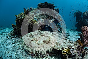 Tasseled Wobbegong Shark on Seafloor