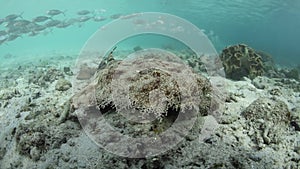 Tasseled Wobbegong Shark on Seafloor in Raja Ampat