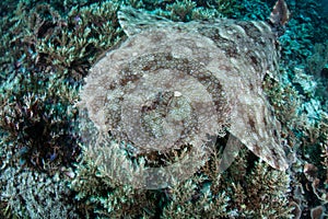 Tasseled Wobbegong Shark Swimming