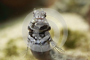 Tasselled Leatherjacket