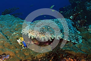 Tasselled Wobbegong on a Coral Reef photo