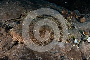 Tasselled Wobbegong in Raja Ampat