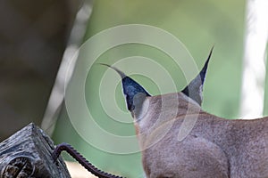 Tassels on the ears of a lynx. Back view