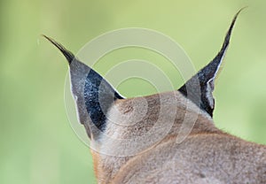 Tassels on the ears of a lynx. Back view