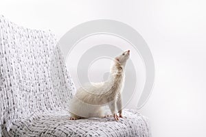 Tassi Dark-Eyed White Female Ferret