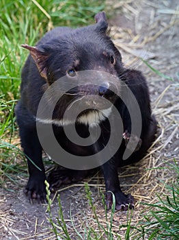 Tassie devil