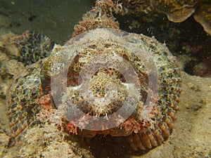 Tassled scorpionfish