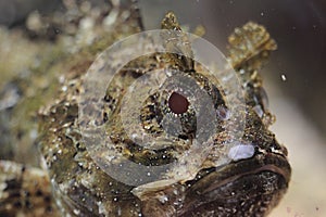 Tassled scorpionfish