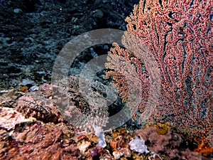 A Tassled Scorpionfish Scorpaenopsis oxycephala