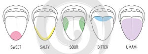 Taste Areas Human Tongue Colors Illustration