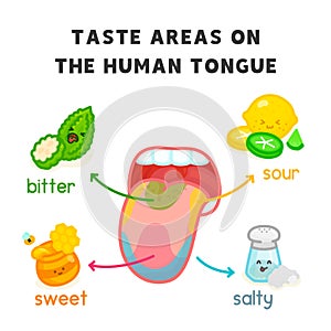 Taste areas on the human tongue diagram chart in science subject kawaii doodle vector