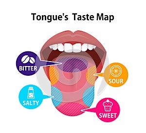 Taste areas of human tongue vector illustration