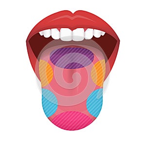 Taste areas of human tongue vector illustration